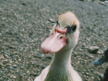 Close-up portrait of a bird