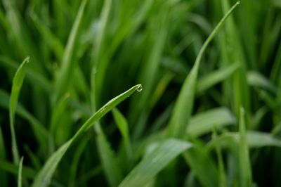 Close-up of dew on grass