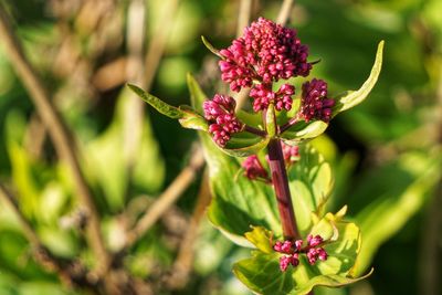 Close-up of pink flowering plant