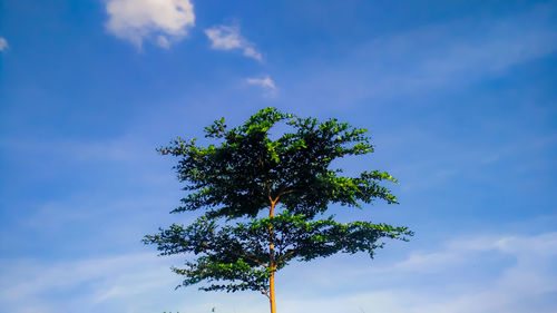 Low angle view of tree against sky