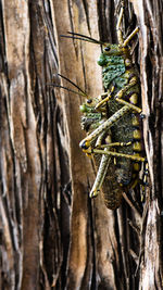 Close-up of caterpillar on tree trunk