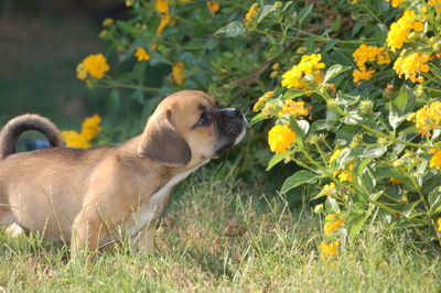 Puppy smelling yellow flowers on grassy field