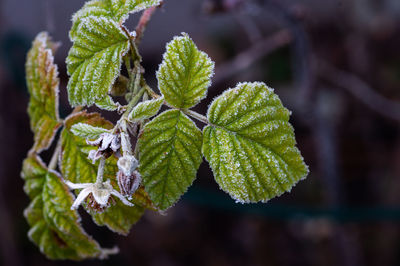 Close-up of fresh green leaves