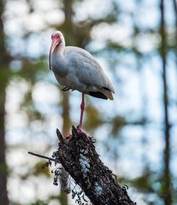 Close-up of bird perching on a tree