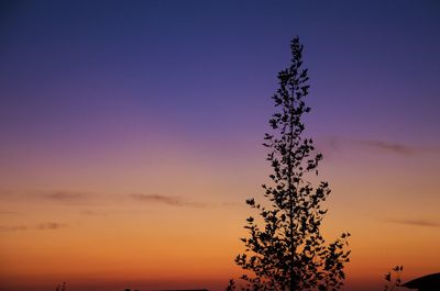 Silhouette tree against sky during sunset