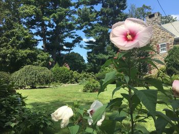 Flowers blooming against trees