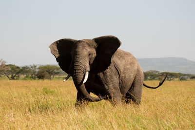 The african bush elephant