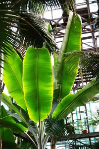 Low angle view of palm trees
