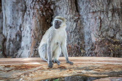 Monkey sitting on rock