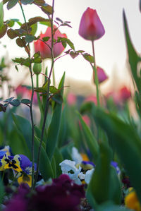 Close-up of purple flowering plant