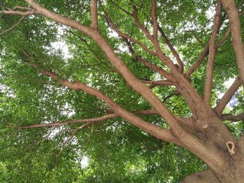 Low angle view of tree in forest against sky