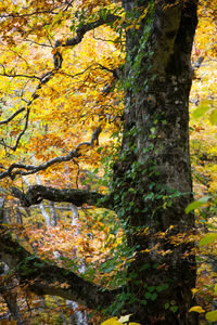 Close-up of tree growing in park