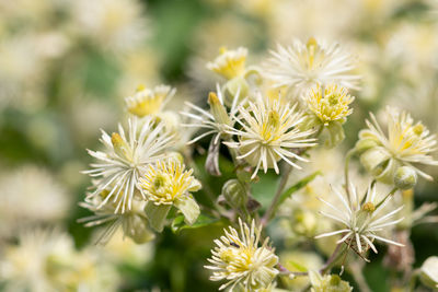 Close up of flowers on an old mans beard plant