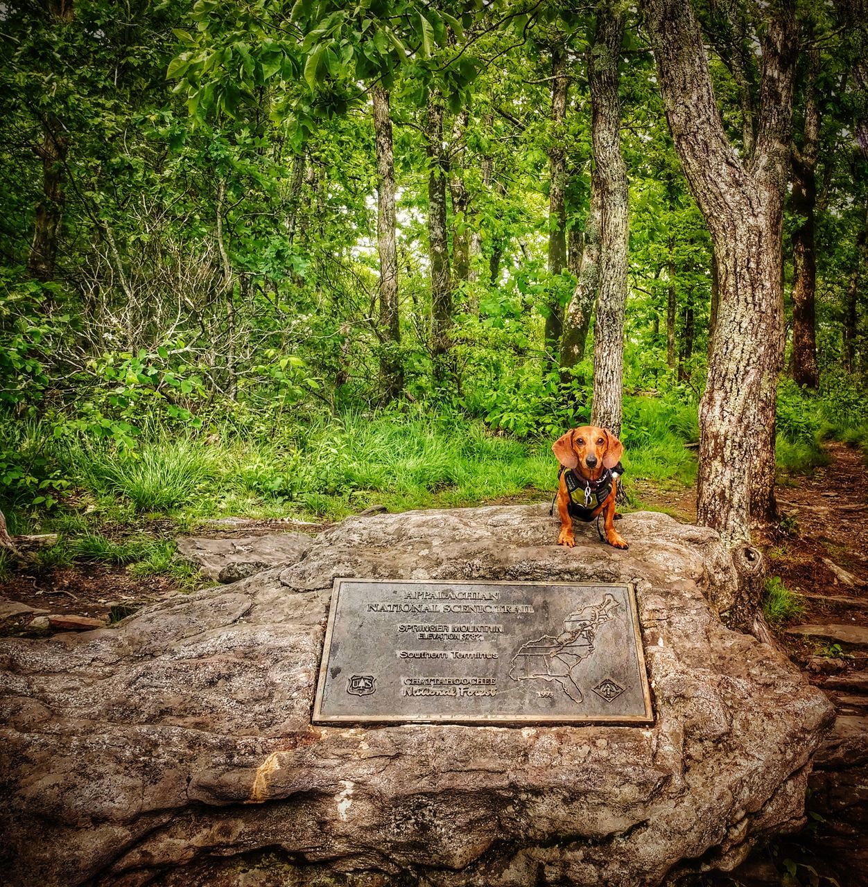 tree, one person, forest, day, outdoors, growth, dog, one animal, full length, adventure, nature, mammal, animal themes, one man only, people