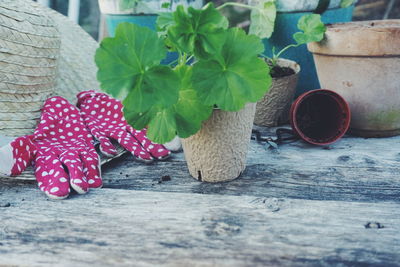 Close-up of potted plant on table