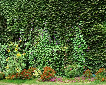 Scenic view of flowering plants on land
