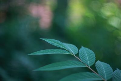 Close-up of fresh green leaves