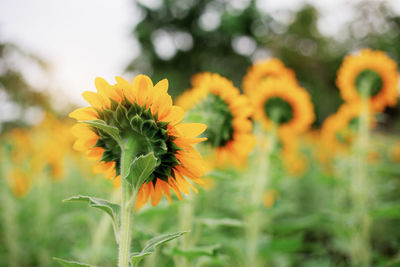 Close-up of yellow flowering plant on field