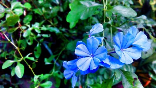 Close-up of purple flowers