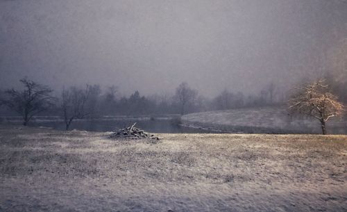 Trees on field against sky during winter