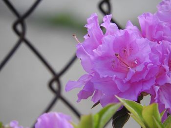 Close-up of pink flowers