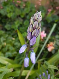 Close-up of purple flowering plant in field