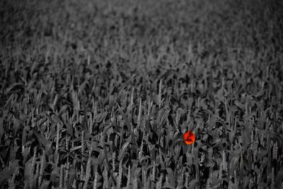 Full frame shot of red flowers blooming in field