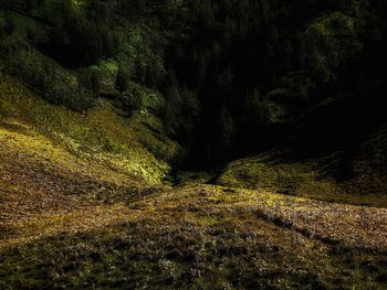 Trees in forest