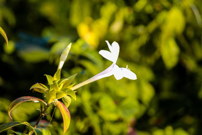 Close-up of white flowering plant