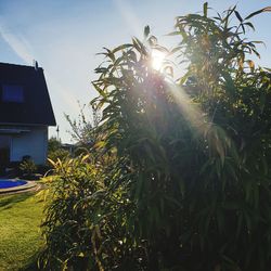 Trees and plants growing outside building against sky