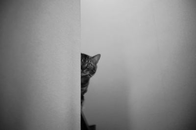 Portrait of cat hiding behind wall