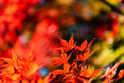 Close-up of red maple leaves