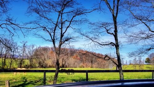 Trees on landscape against clear sky