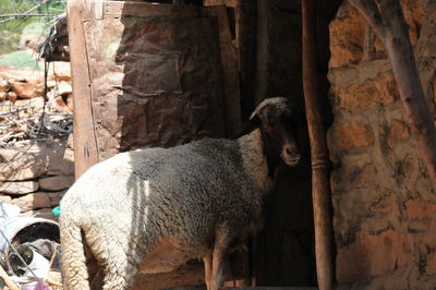 Sheep standing in a horse