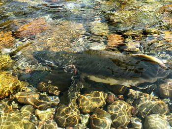 High angle view of fish in sea