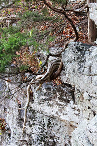 Close-up low angle view of tree