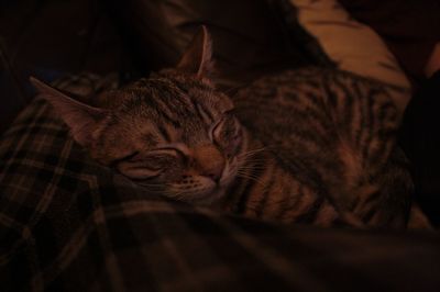 Close-up of cat sleeping