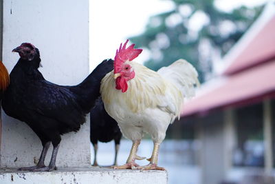 Close-up of rooster