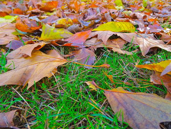 Leaves on field