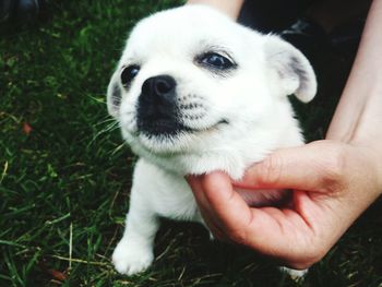 Cropped hand of person petting white puppy