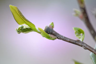 Close-up of flower buds growing outdoors