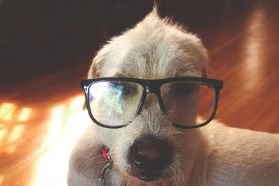 Close-up portrait of a dog