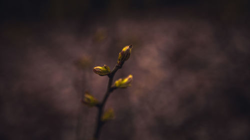 Close-up of flowering plant