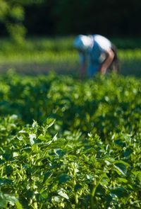 Man working in vegetable garden