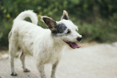 Close-up of dog standing outdoors