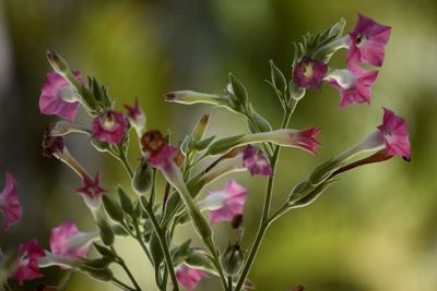 Close-up of pink flowering plant