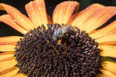 Bee in the sunflower. close-up bee on yellow flower collects nectar