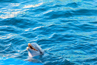 Happy dolphin in the dolphinarium . trained fish in the blue water