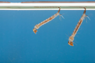 Close-up of fishes swimming in sea