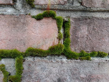 Plants growing on wall